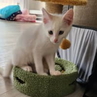 Photo of Snowball