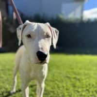Photo of Mack *$350 Adoption Fee*