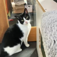 Photo of Checkers