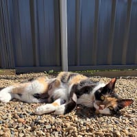 Photo of Georgie