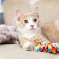 Photo of Cooper