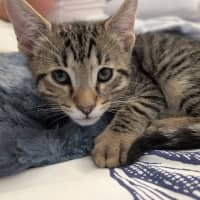 Photo of Kris Kringle