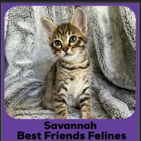 Photo of Savannah 