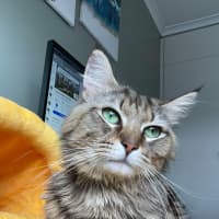 Photo of Winston
