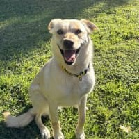 Photo of Koa