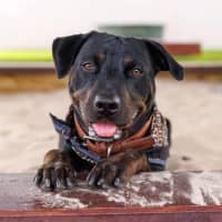 Photo of Macy   2 Year Old Rottweiler X