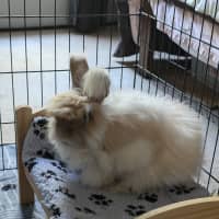 Photo of Cotton Candy (W Pebbles)