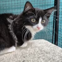 Photo of Yuto ** 2nd Chance Cat Rescue **