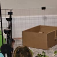 Photo of Bandit