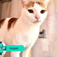 Photo of Jasper