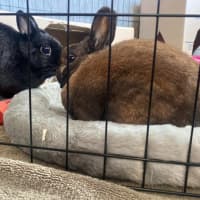 Photo of Ollie / Alice