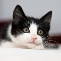 Photo of Button