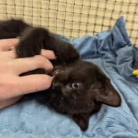 Photo of Lucky Lizzy