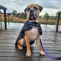 Photo of Goliath