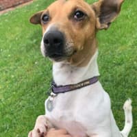 Photo of Ollie