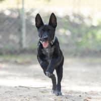 Photo of Dexter