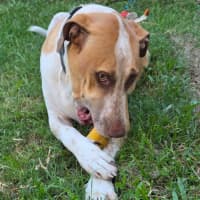 Photo of Rusty *$250 Adoption Fee*