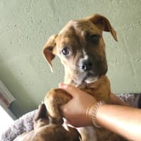 Photo of Rhonda Rousey (68346)