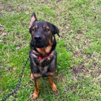 Photo of Ace