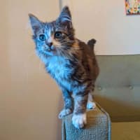 Photo of Teddy   In Foster Care In Thornbury
