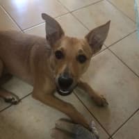 Photo of Buddy (Was Woody)