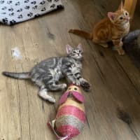 Photo of Earl Grey Meet Me At Pet Stock Carrum Downs