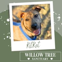Photo of Kit Kat