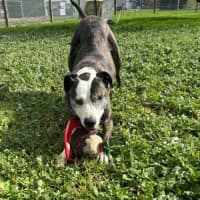 Photo of Oliver