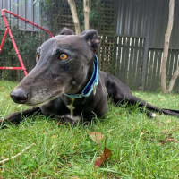 Photo of Betty, The Greyhound