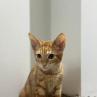 Photo of Jacuzzi   Available At Petstock Milperra