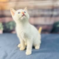 Photo of Snippa   Meet Me At Vets On Parker