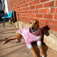 Photo of Sandy 