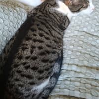 Photo of Tubby