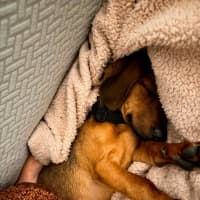 Photo of Coco