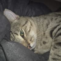Photo of Sammy