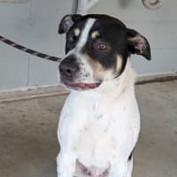 Photo of Spot