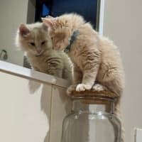 Photo of Gooseberry