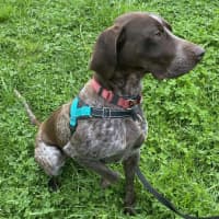 Photo of Sheba