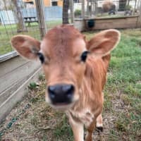 Photo of Lyal And Malu