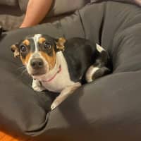 Photo of Pepsi (Was Audrey)