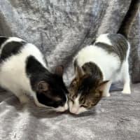 Photo of Hank & Halle