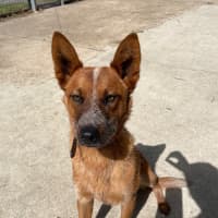 Photo of Cricket