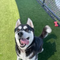 Photo of Charlotte Imp 1544