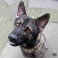 Photo of Hatsi