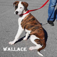Photo of Wallace