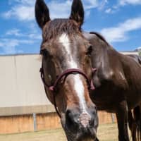 Photo of Dash