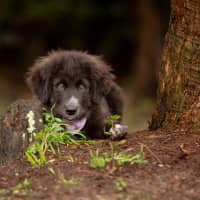 Photo of Daisy (Dipsy)