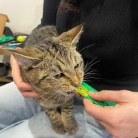 Photo of Bandit Meet Me At Petstock Keysborough Store