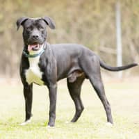Photo of Taz