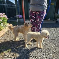 Photo of Bubble And Squeak